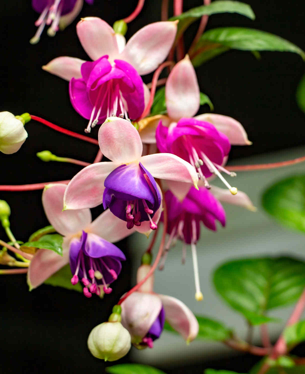 Hayloft Fuchsia Ballerina Collection - Set Of 5 Young Plants