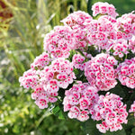 Geranium 'dolce Vita Linus Pink Eye' Pink & White Bedding Plant | 6 x Plug Plants | Pink & White