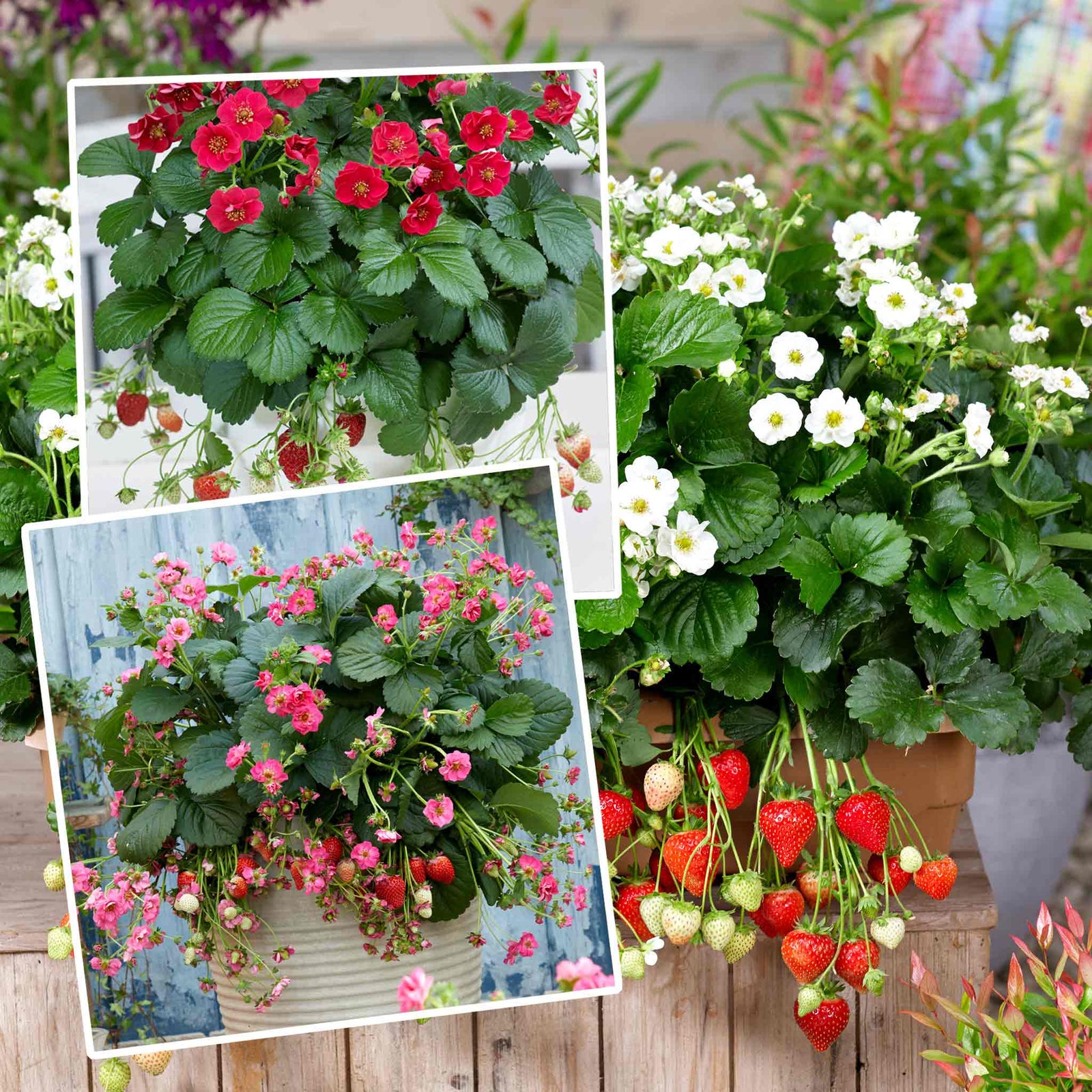 Strawberry Plant Summer Breeze Mixed | Red