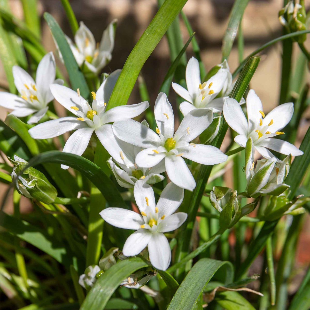 Garlic Chives (allium Tuberosum) - Plug Plants | Set of 6 | White