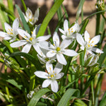 Garlic Chives (allium Tuberosum) - Plug Plants | 3 x 9cm | White