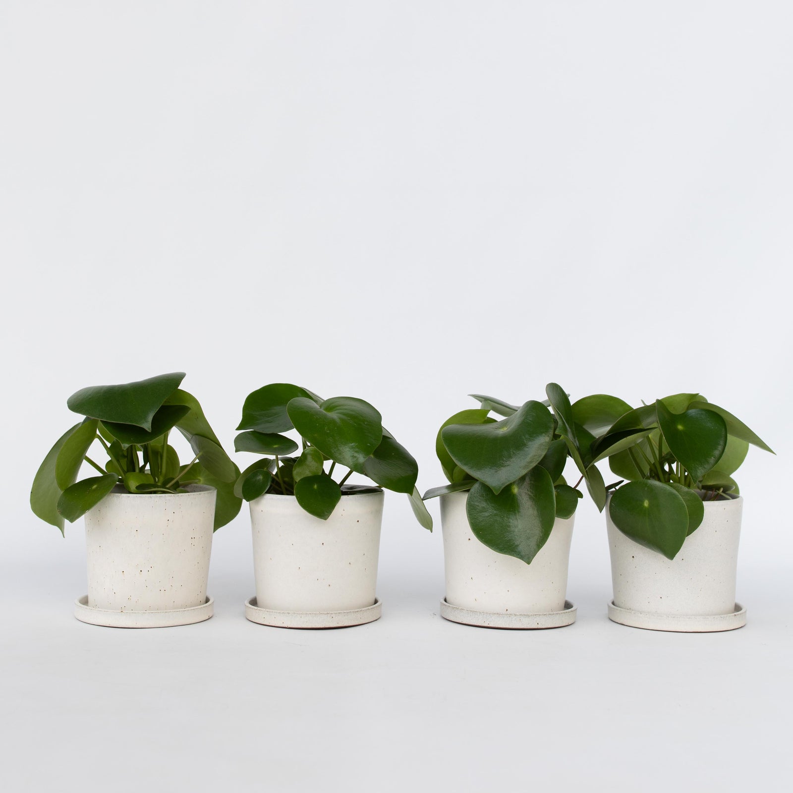 Chinese Money Plant - 4 Pcs. - Peperomia Polybotrya - Height 20-30cm - ⌀12cm | Set of 4 | Green
