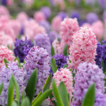 Hayloft Scentsational Hyacinthus Mix - 15 Bulbs