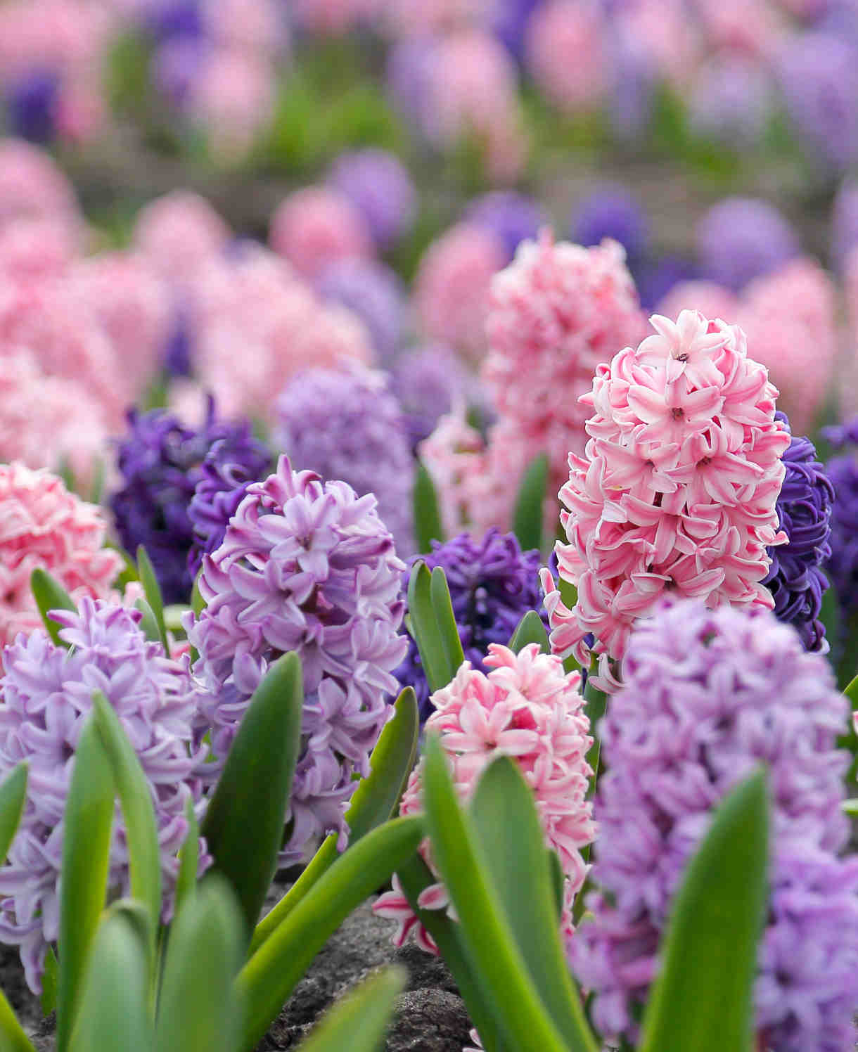 Hayloft Scentsational Hyacinthus Mix - 15 Bulbs
