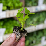 Celeriac 'monarch' Professional Grower Plugs | 12" x 12" | Green