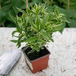 Diervilla Sessilifolia 'cool Splash' Variegated Shrub | 1 x 9cm | Lime Green