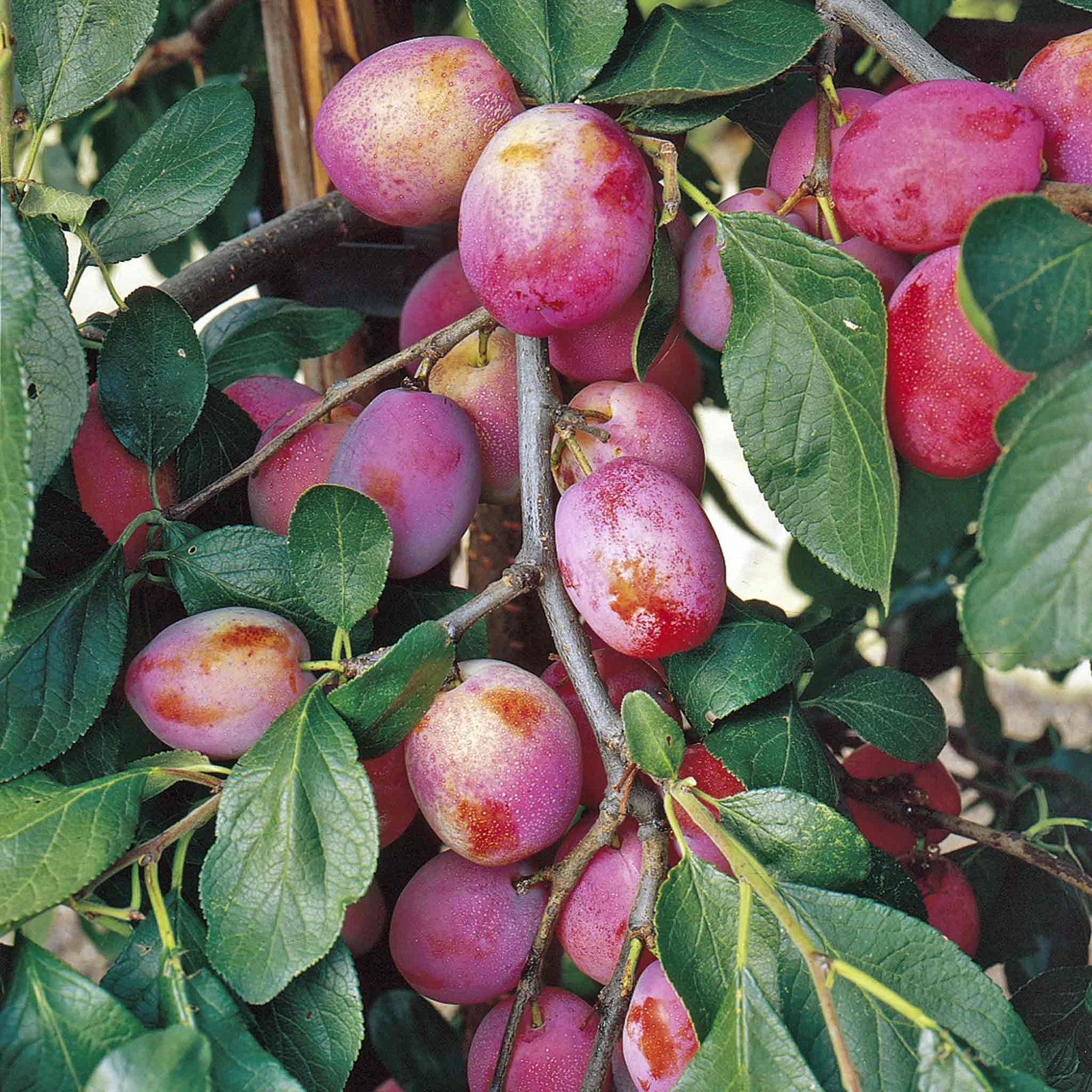 Plum 'victoria' 3m - Self-fertile, St Julien A Rootstock | 1 x 5L Espalier | Purple