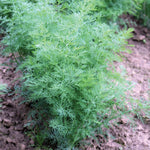Dill Plant - Pack Of 3 9cm
