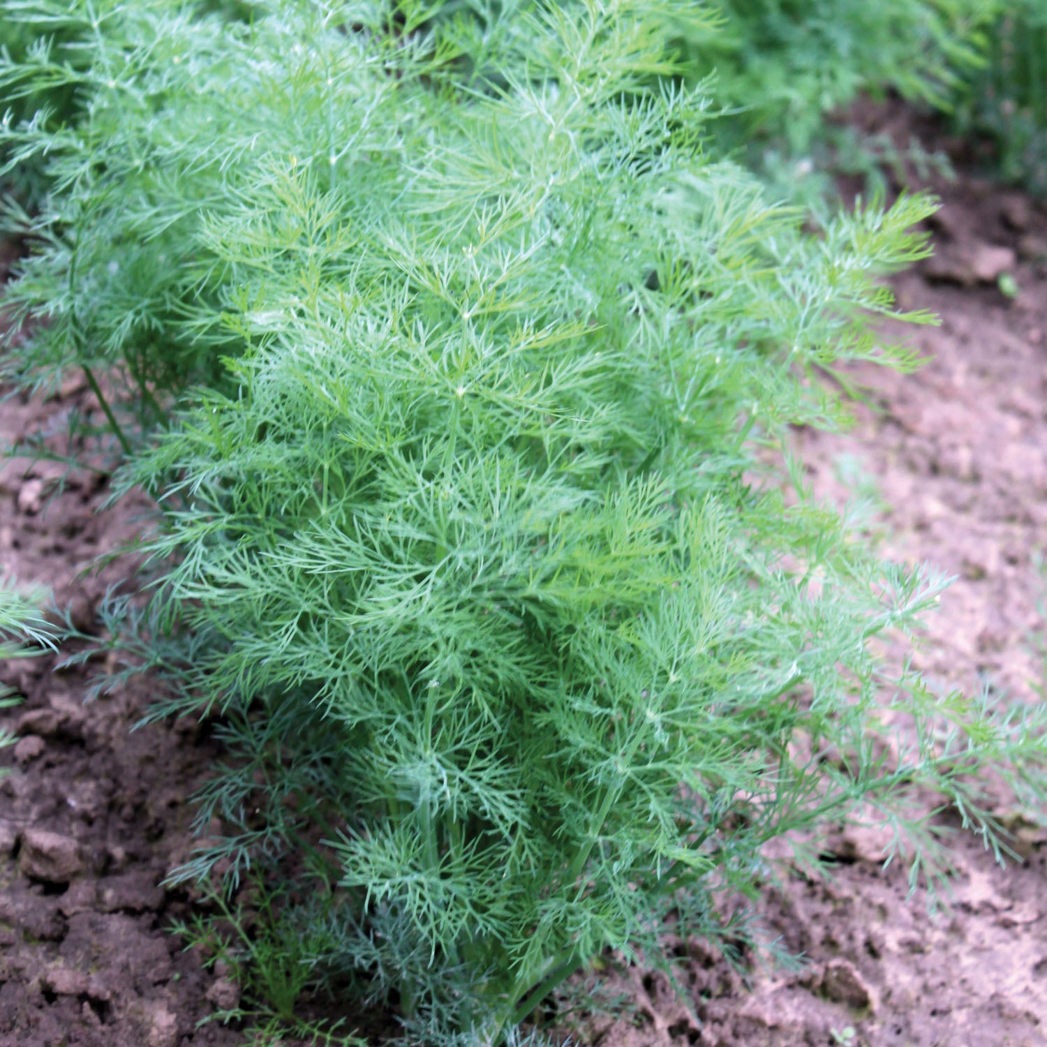 Dill Plant - Pack Of 3 9cm