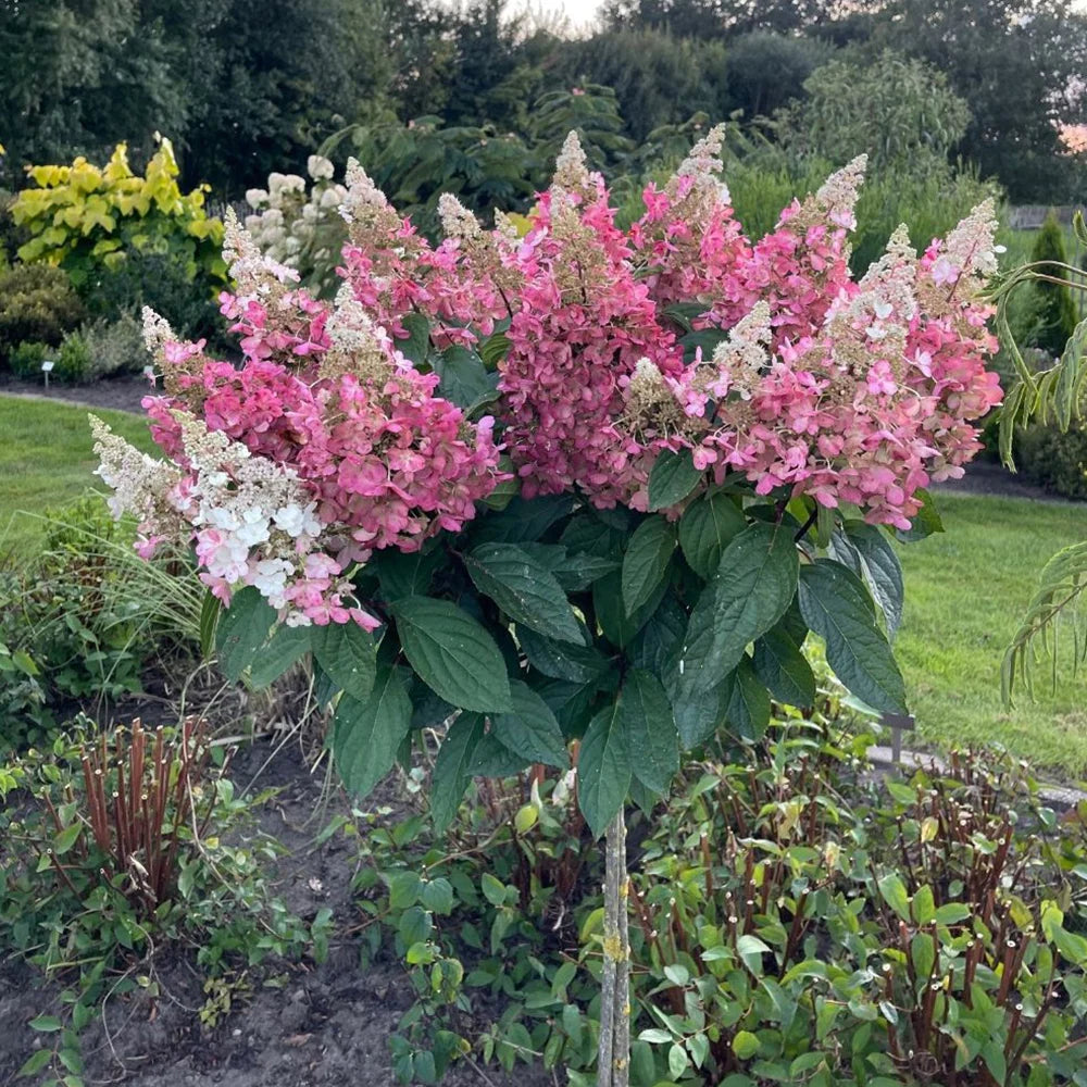 Thompson & Morgan Hydrangea Paniculata Candlelight 9cm Pot X 1