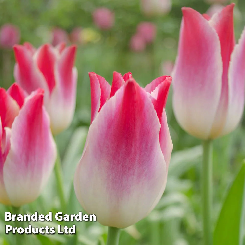 Thompson & Morgan Tulip Colour Changing Collection 32 Bulbs