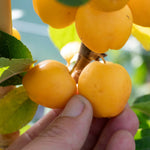 Crab Apple Tree 'golden Hornet' (malus) | 1 x 5L | Light Goldenrod Yellow