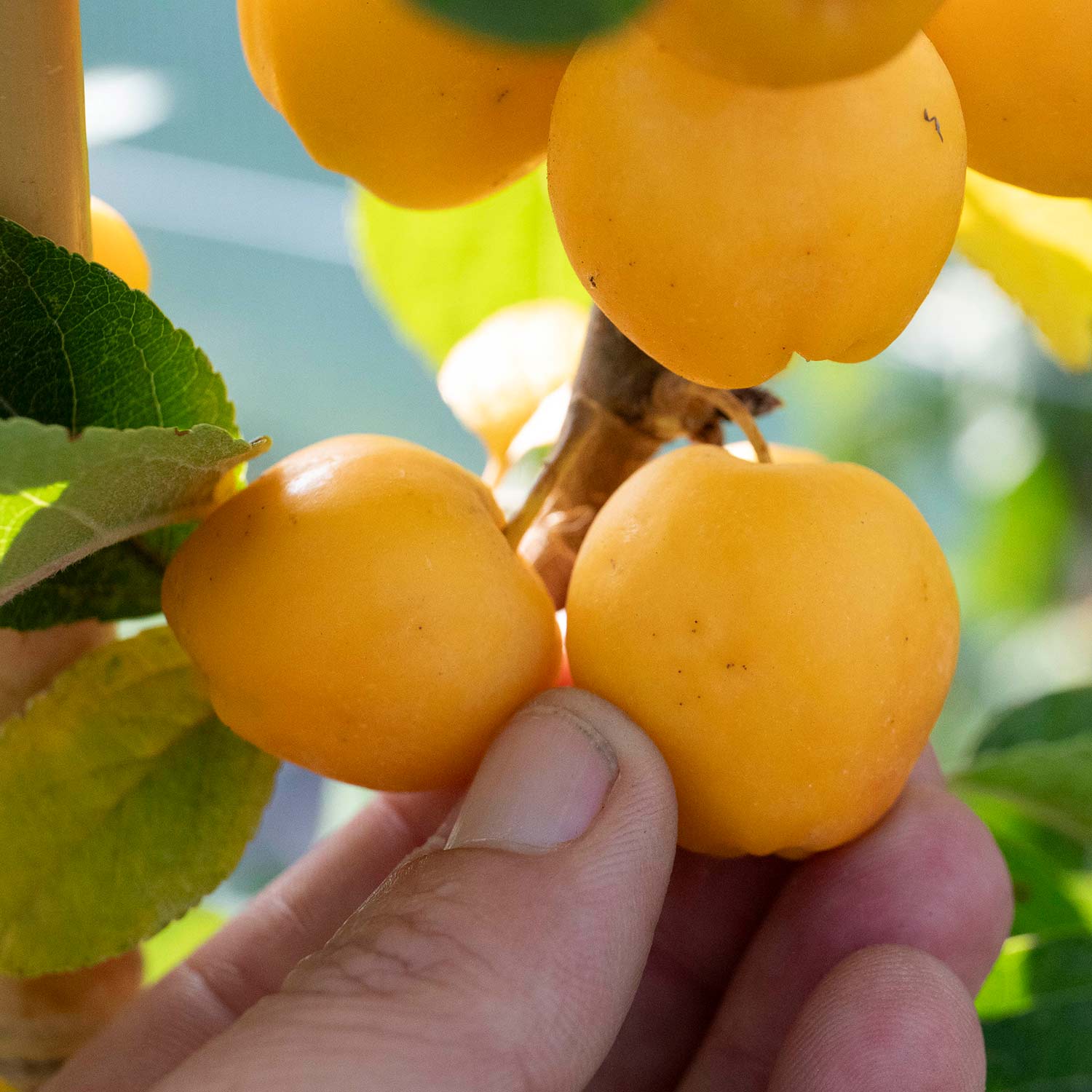 Crab Apple Tree 'golden Hornet' (malus) | 1 x Bare Root | Light Goldenrod Yellow