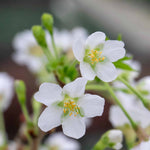 Flowering Cherry 'kojo-no-mai' Compact 2.5m Tree Rhs Agm | 1 x 3L | Pink & White