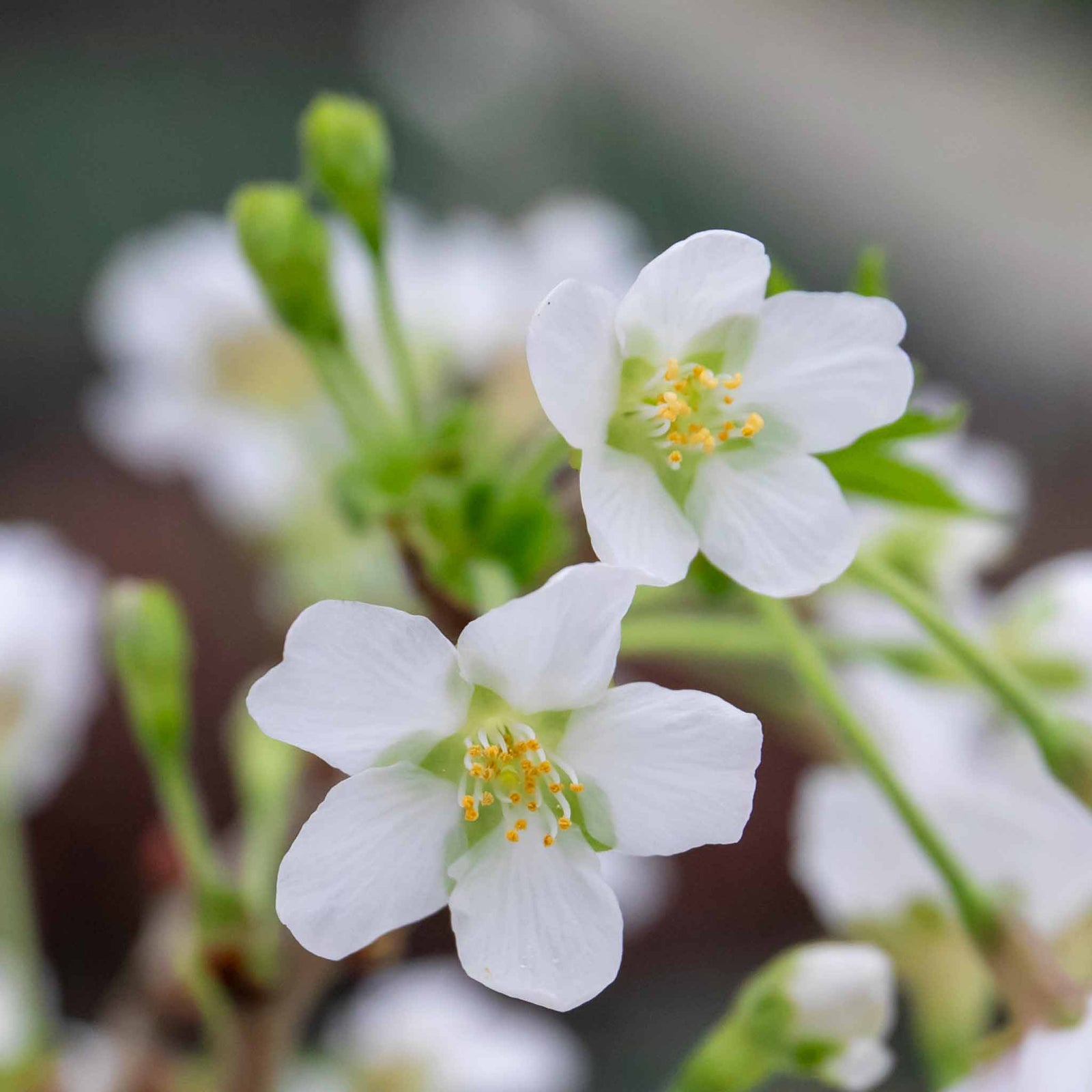 Flowering Cherry 'kojo-no-mai' Compact 2.5m Tree Rhs Agm | 1 x 3L | Pink & White