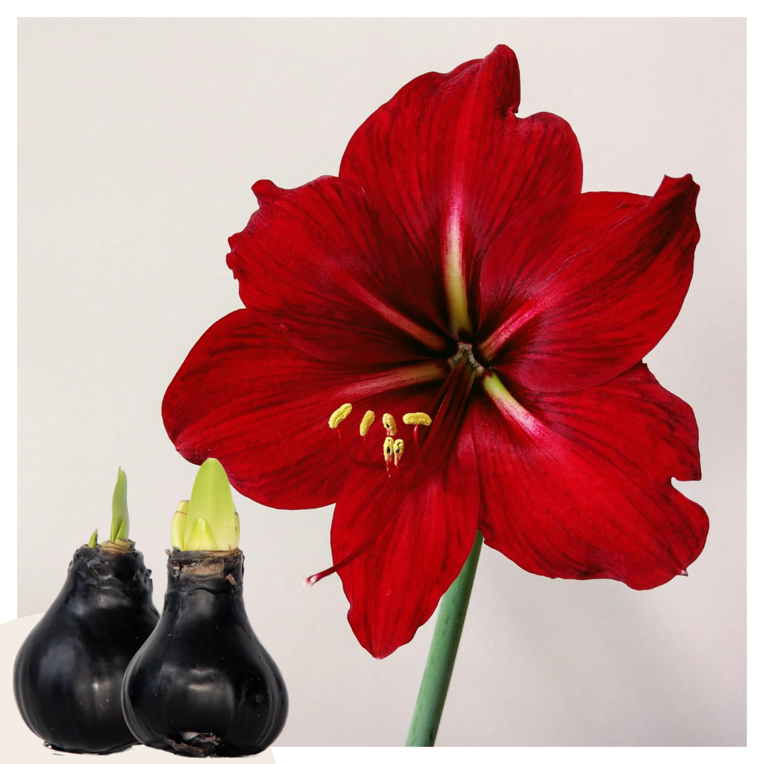 Amaryllis - Hippeastrum 'wax Black' - Flower Bulb - Red