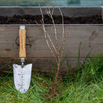 Gooseberry 'invicta', Rhs-recommended, Mildew-resistant | 1 x 4L | Pale Green