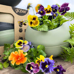 Pansy Frizzle Sizzle Mix - young plants | 12 x Garden Ready Plugs | Multi