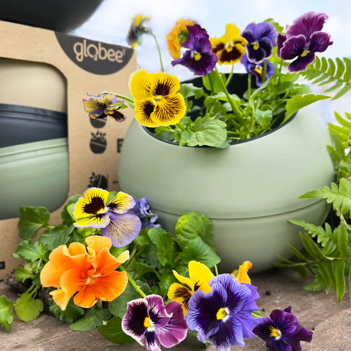Pansy Frizzle Sizzle Mix - young plants | 12 x Garden Ready Plugs | Multi