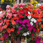 Busy Lizzie Beacon Select Mix - Disease-resistant Bedding Impatiens | 60 x Pro Grower Plugs | Multi