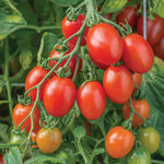 Montello Bush Tomato (determinate) 9cm Plant | Set of 6