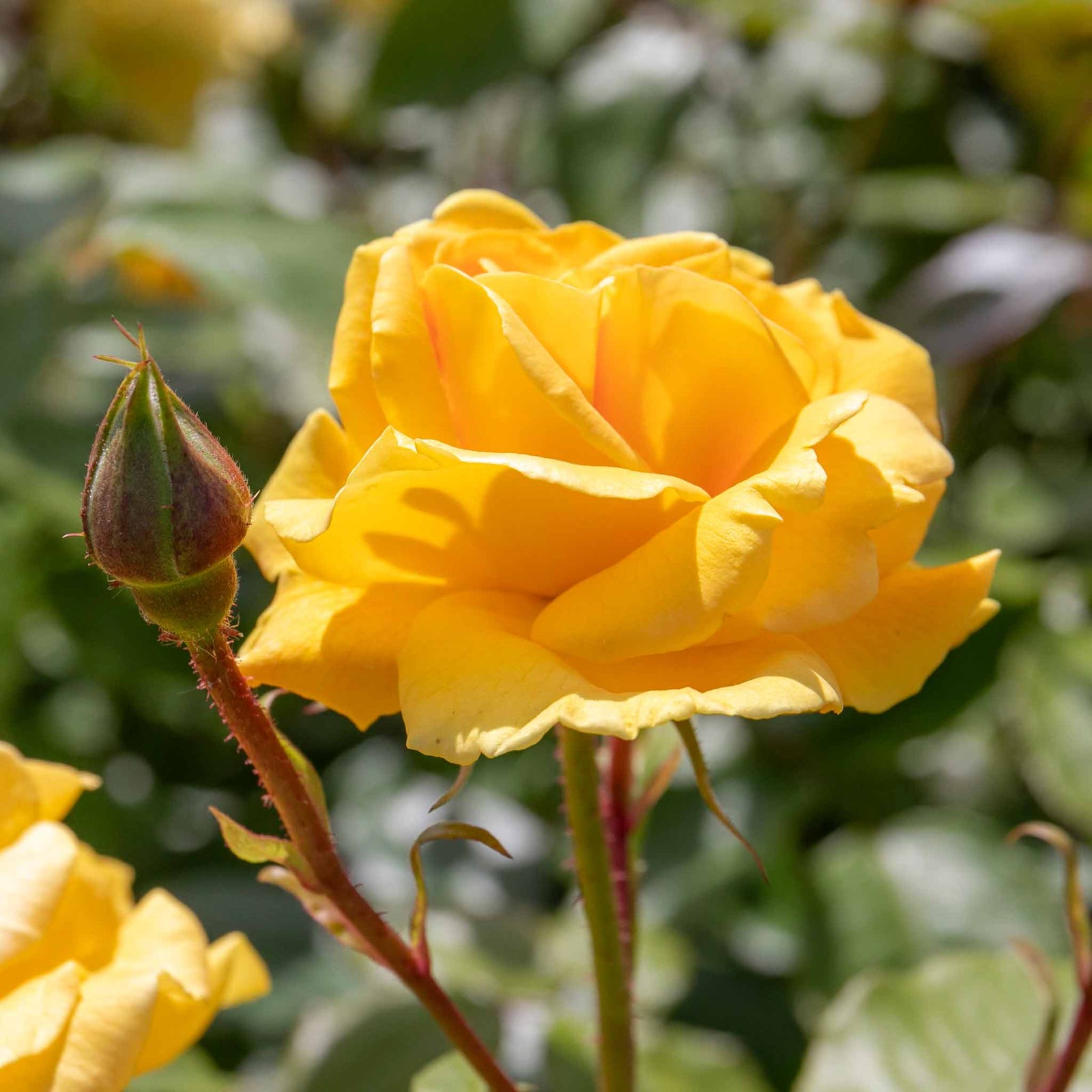 Rose 'precious Gold' Floribunda (golden Yellow, ) | 1 x Bare Root | Yellow