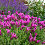 Lavender 'pink Summer' Compact Fragrant Pink | 6 x Jumbo Plugs | Purple