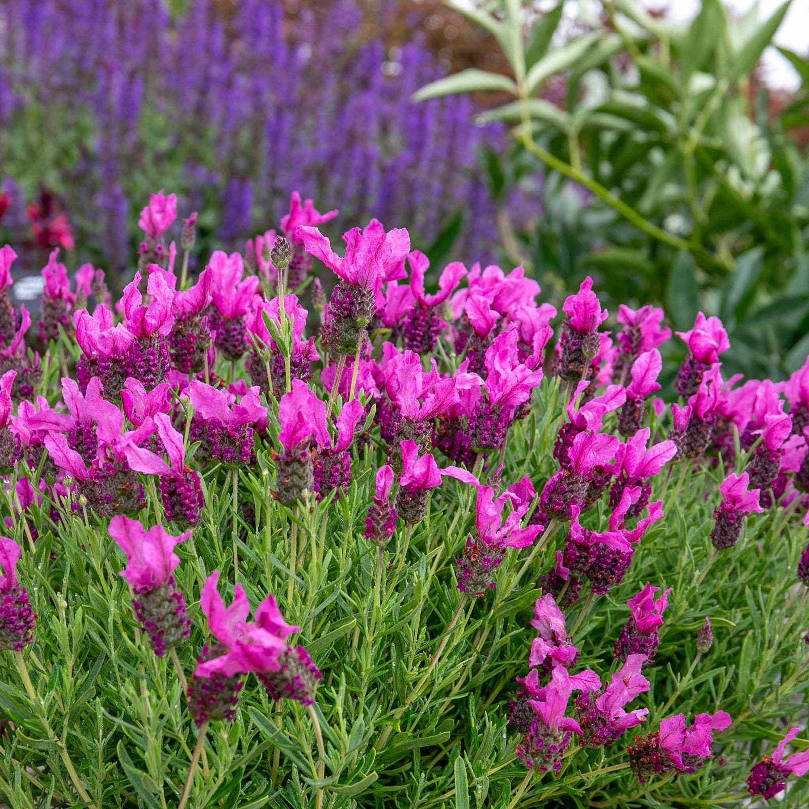 Lavender 'pink Summer' Compact Fragrant Pink | 6 x Jumbo Plugs | Purple