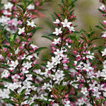 Philotheca Myoporoides, 'Gin & Tonic Plant' - 8cm pot | Set-of-3 | Classic White