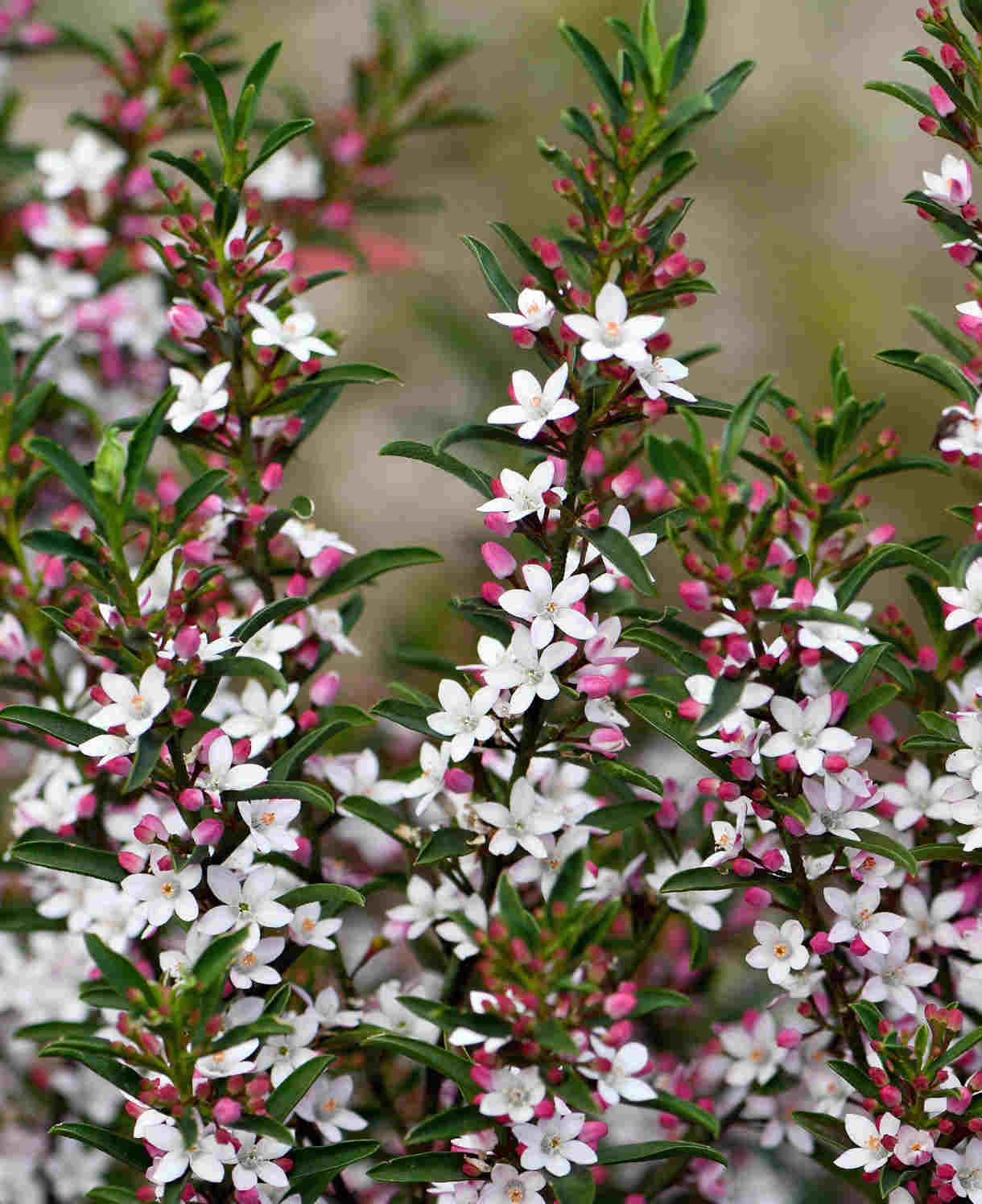 Philotheca Myoporoides, 'Gin & Tonic Plant' - 8cm pot | Set-of-3 | Classic White