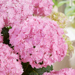 Hydrangea Macrophylla Doppio Rosato - 14cm pots | Set-of-1 | Pink