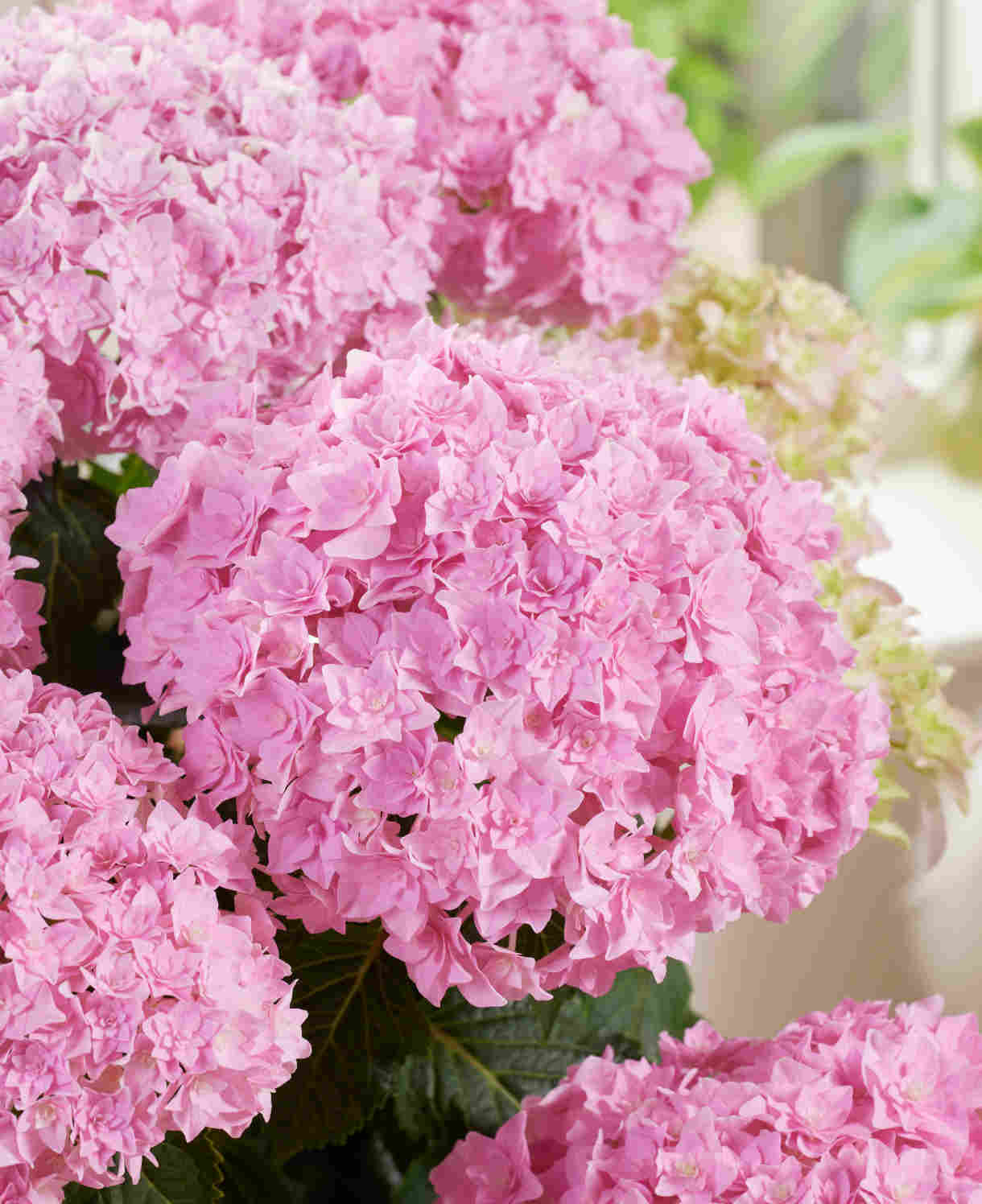Hydrangea Macrophylla Doppio Rosato - 14cm pots | Set-of-1 | Pink