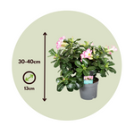 Desert Rose - Adenium Obesum - Height 30-45cm - ⌀13cm | Set of 1 | Pink