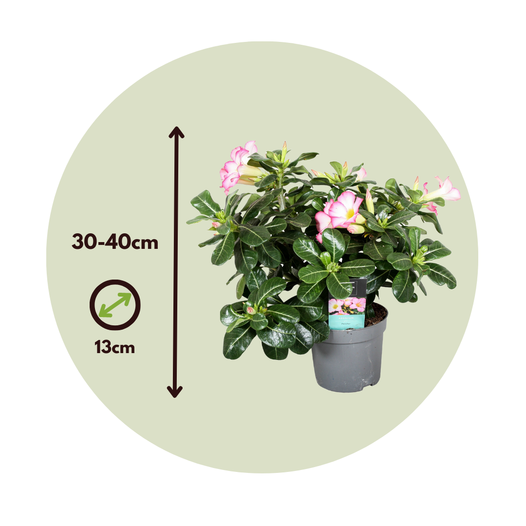 Desert Rose - Adenium Obesum - Height 30-45cm - ⌀13cm | Set of 1 | Pink