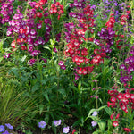 Penstemon 'arabesque Mixed', Perennial, Pollinator-friendly | 3 x Plug Plants | Multi