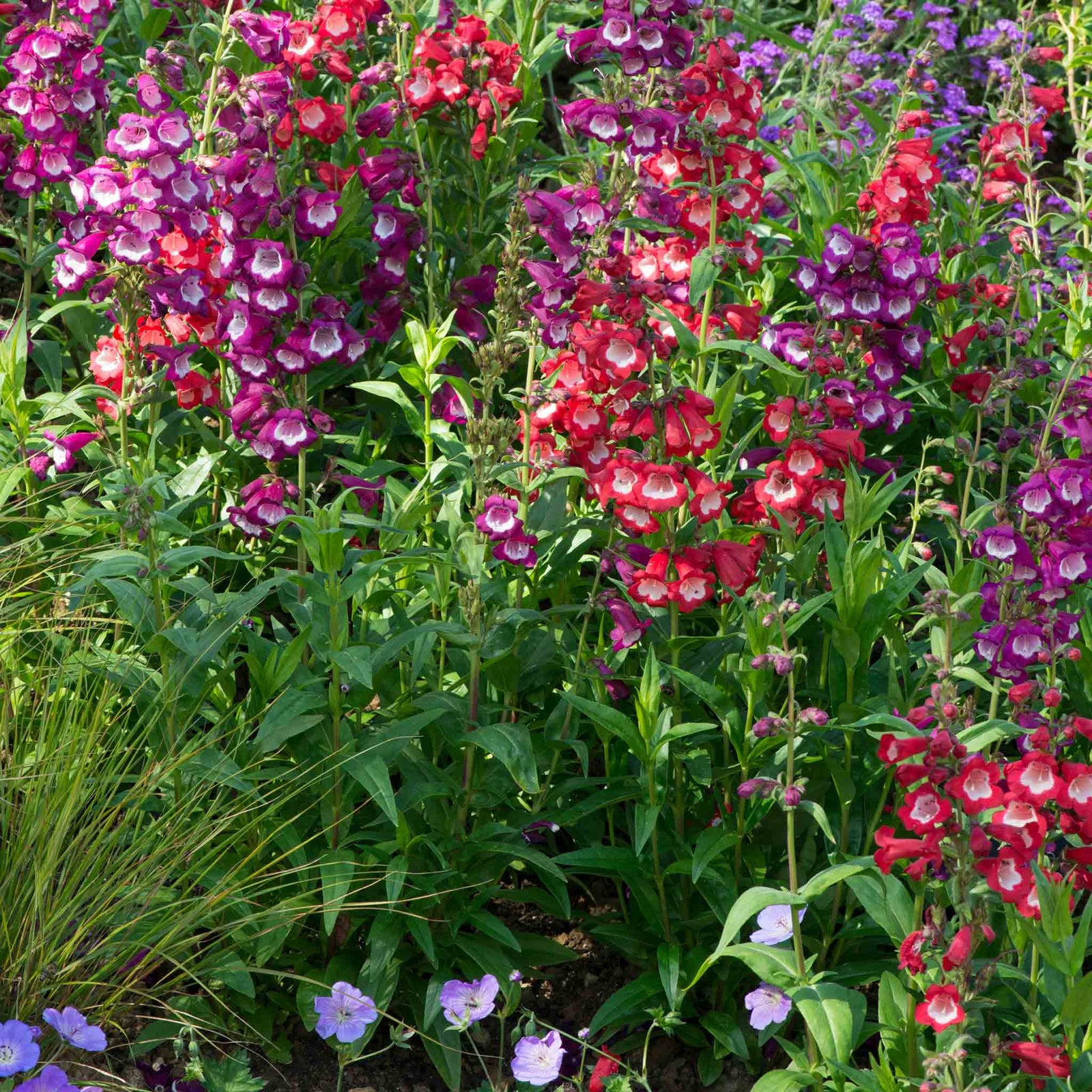 Penstemon 'arabesque Mixed', Perennial, Pollinator-friendly | 6 x Plug Plants | Multi