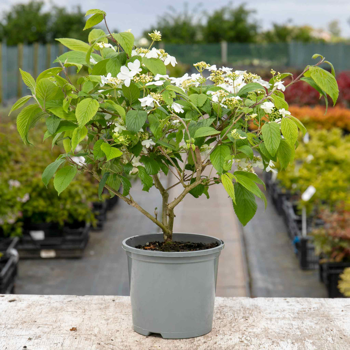 Viburnum Plicatum 'kilimandjaro' 3l Shrub | Set of 1 | White