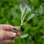 Kale Plant Cavolo Nero 'black Magic' For Uk Gardens | 16 x Pro Grower Plugs | Green