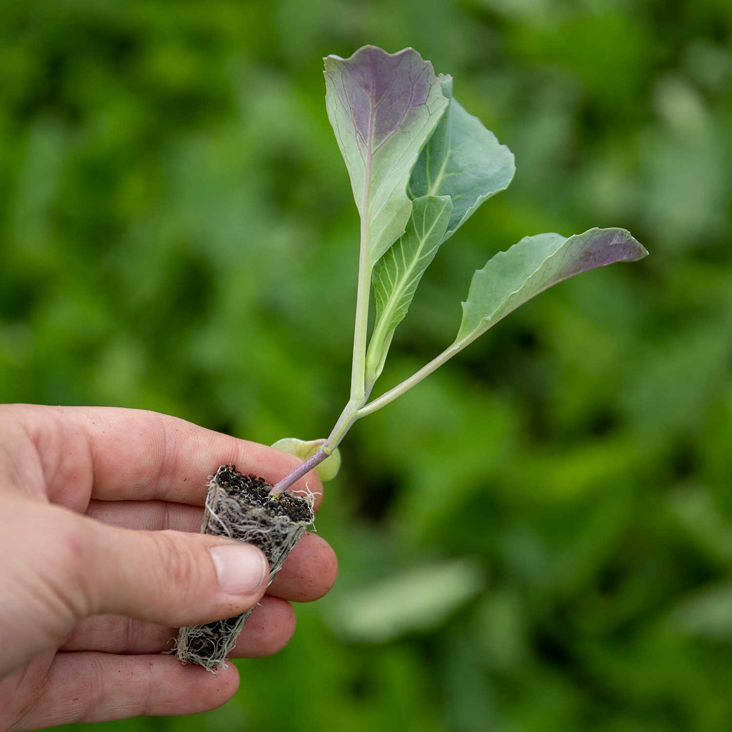 Kale 'curled Afro', Dwarf Hardy Variety For Containers And Beds | 16 x Pro Grower Plugs | Green