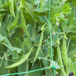 Pea Seeds Sugar Snak Hero | 100 Seeds | Green
