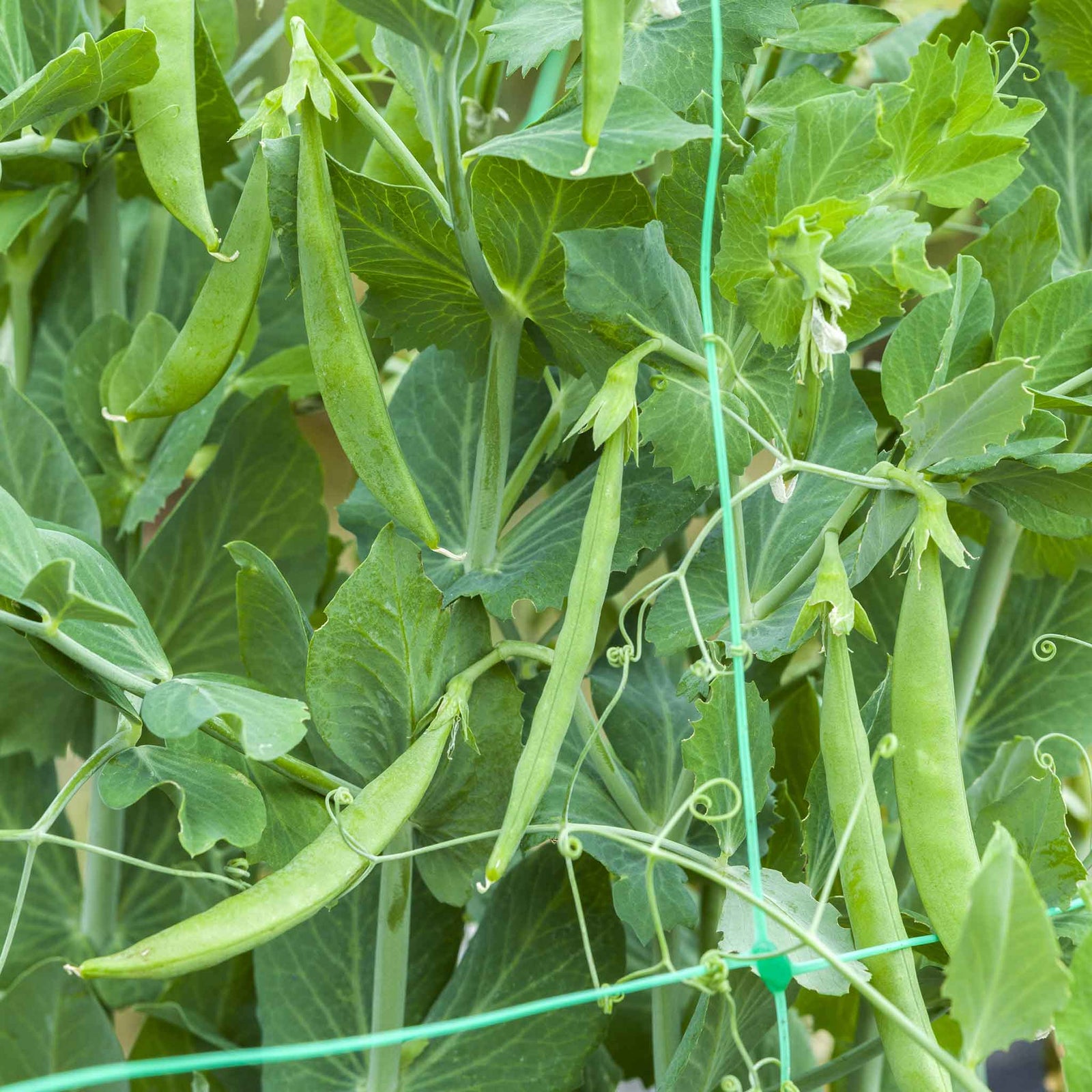 Pea Seeds Sugar Snak Hero | 100 Seeds | Green