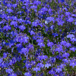 Lobelia 'waterfall Blue Improved' Trailing Deep-blue Bedding Plant | 12 x Jumbo Plugs | Deep Sky Blue