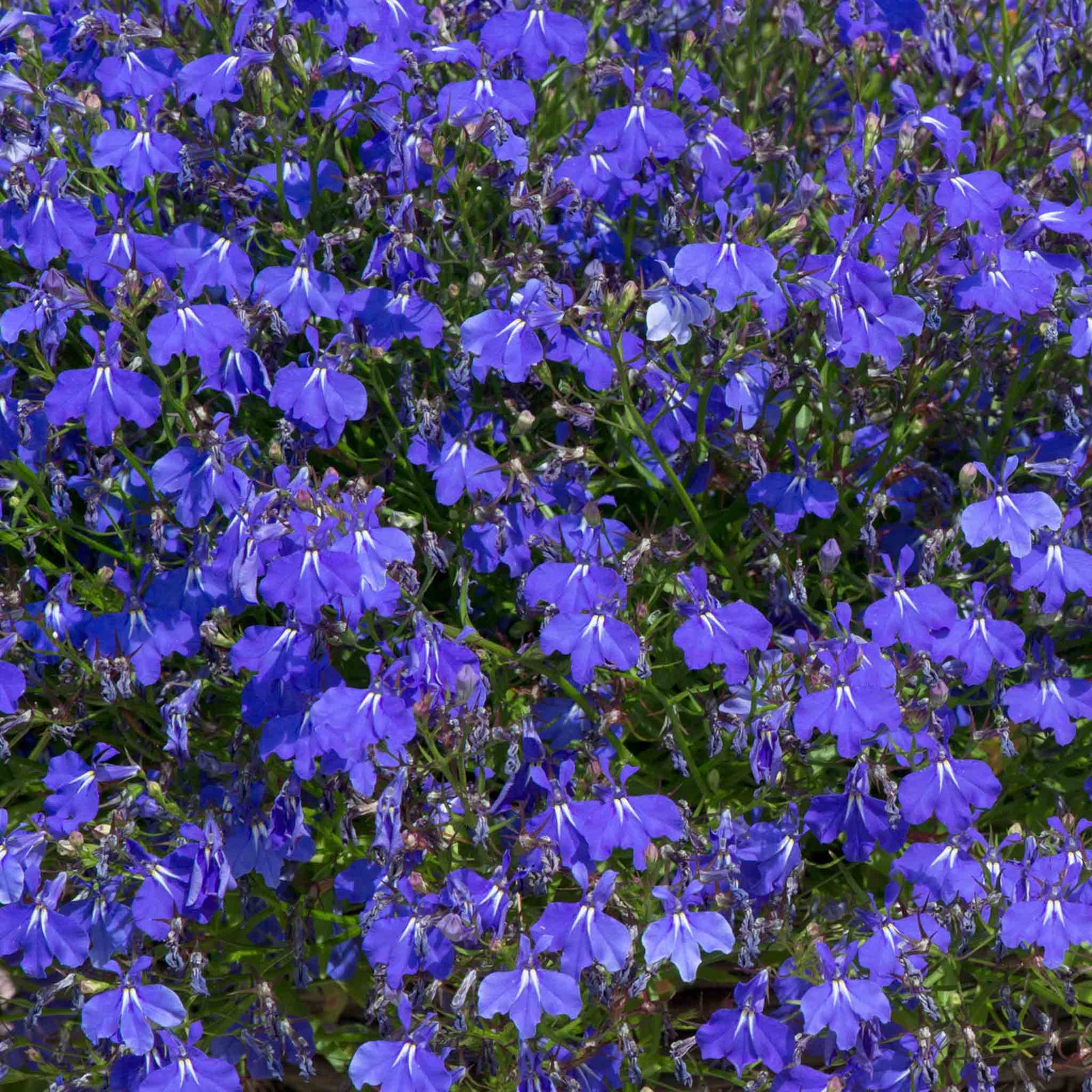 Lobelia 'waterfall Blue Improved' Trailing Deep-blue Bedding Plant | 12 x Jumbo Plugs | Deep Sky Blue