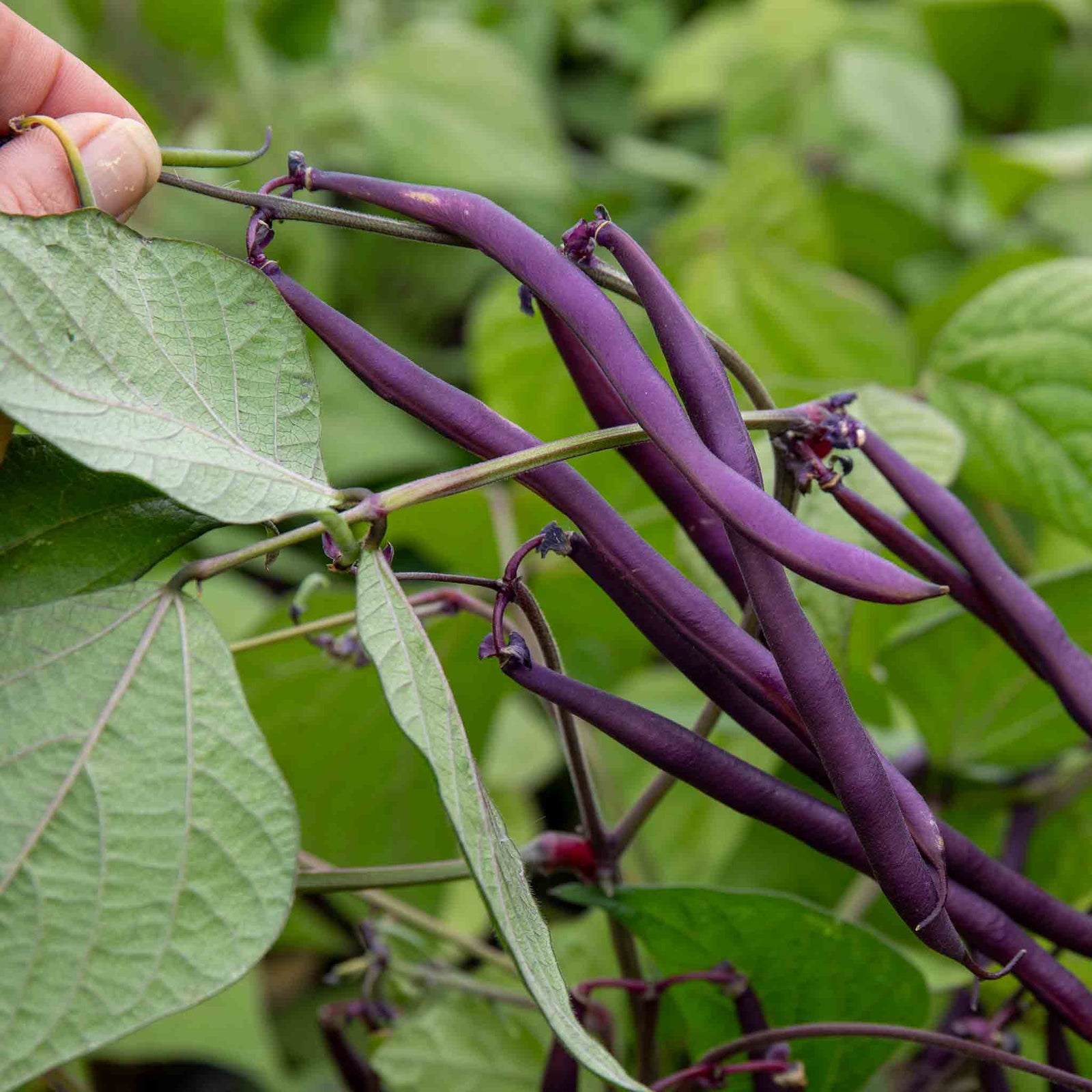 Dwarf Amethyst French Bean Plants | 12 x Garden Ready Plants | Multi