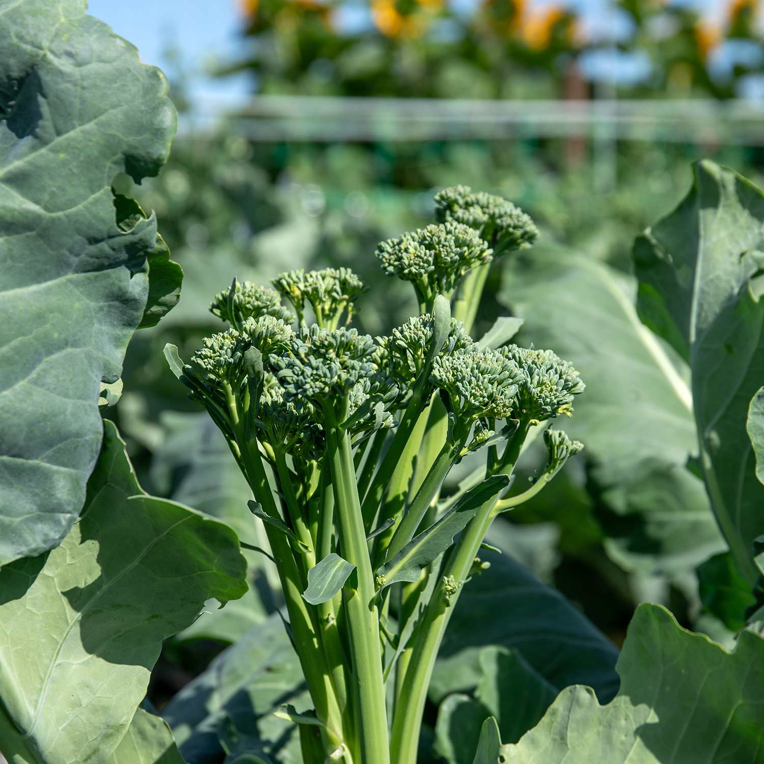 Broccoli Calabrese Slender Stem | 12 x Garden Ready Plugs | Green