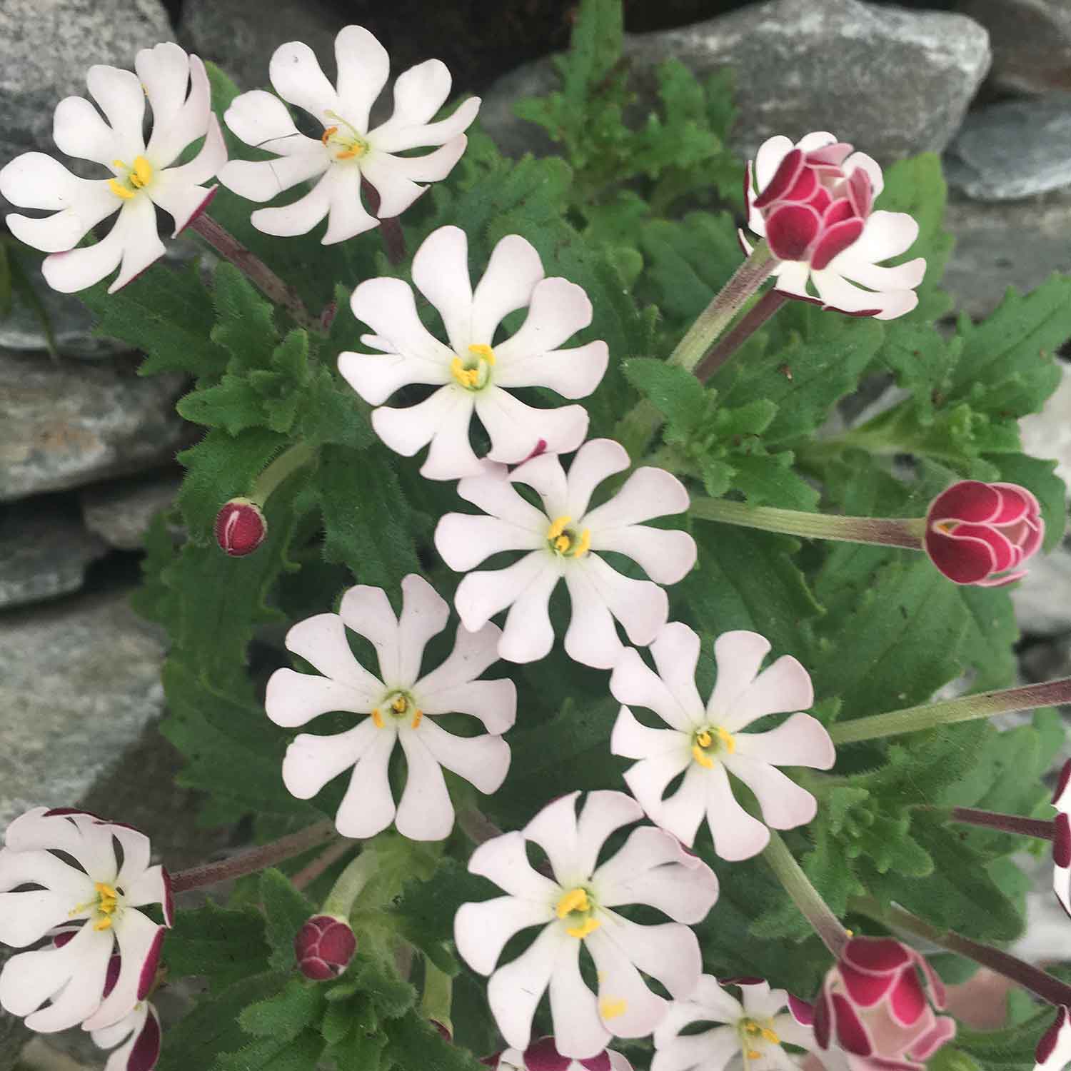 Zaluzianskya 'star Balsam' Night-scented Phlox, Fragrant Compact Perennial Plant | 3 x Jumbo Plugs | Multi