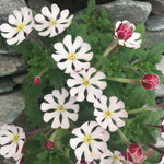 Zaluzianskya 'star Balsam' Night-scented Phlox, Fragrant Compact Perennial Plant | 6 x Jumbo Plugs | Multi