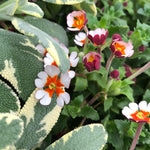Zaluzianskya 'orange Eye' Night Phlox | 6 x Jumbo Plugs | Multi