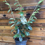 Witchhazel Hamamelis Arnold Promise Shrub Plant 2.5-3ft Extra Large In A 7.5 Litre Pot