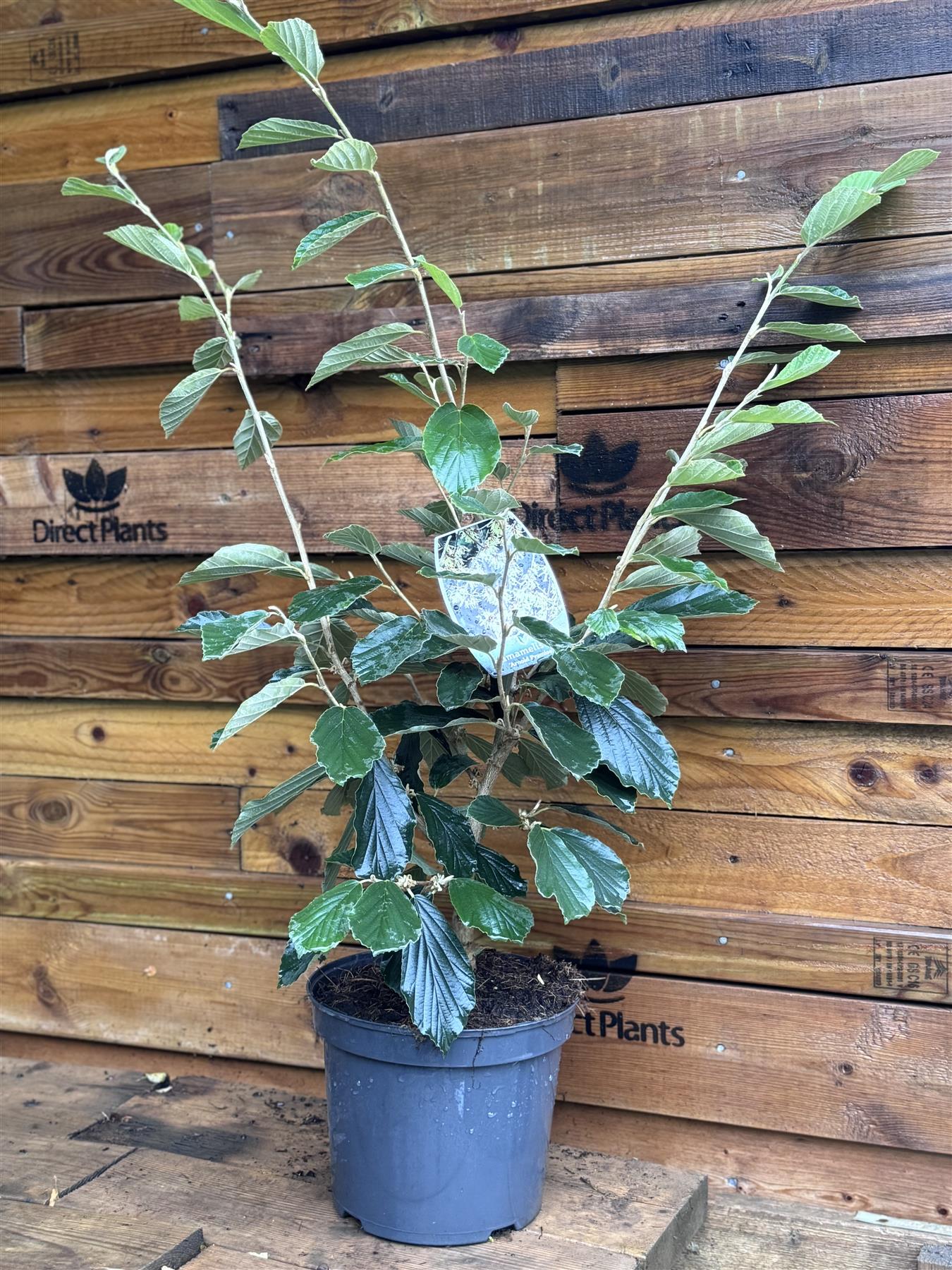 Witchhazel Hamamelis Arnold Promise Shrub Plant 2.5-3ft Extra Large In A 7.5 Litre Pot